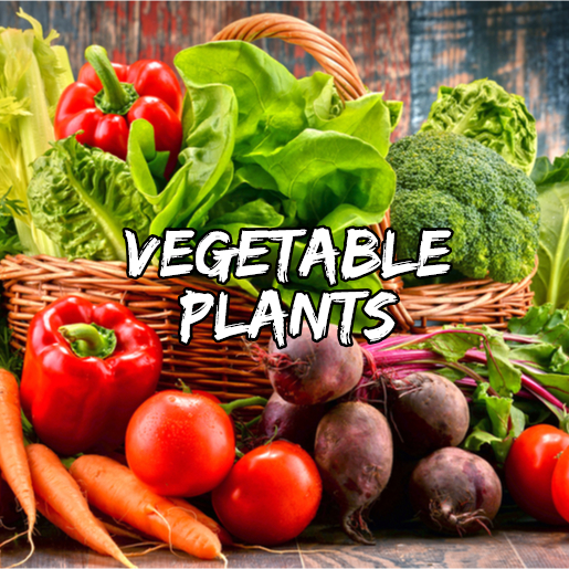 Vegetable Plants