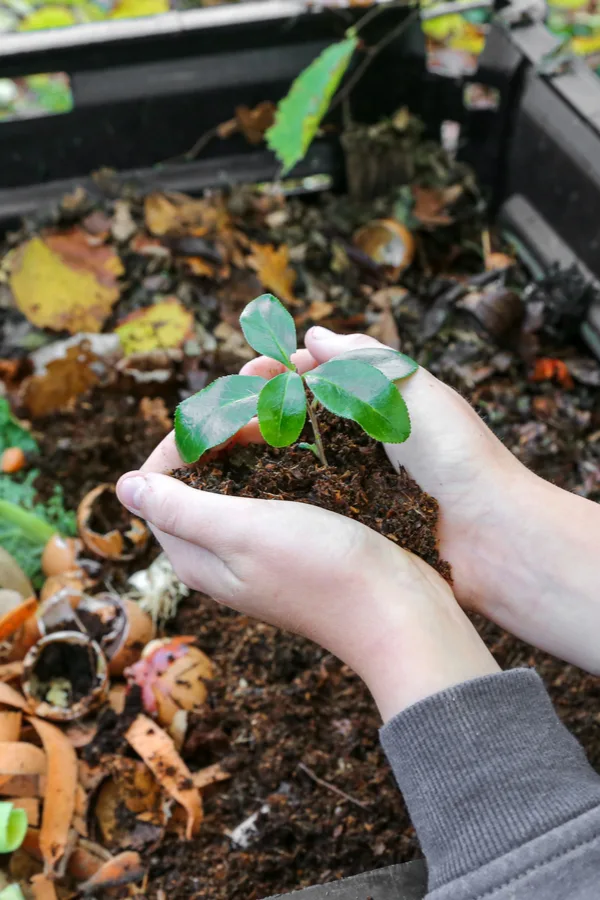 Two hands holding a growing plant above a compost pile.