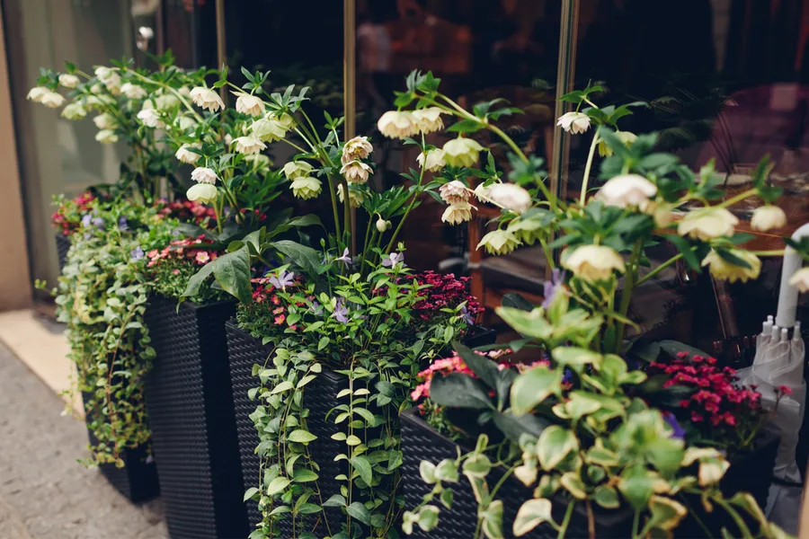 potted plants with perennials