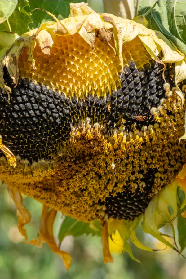 A dying sunflower head that is ready for the seeds to be harvested.