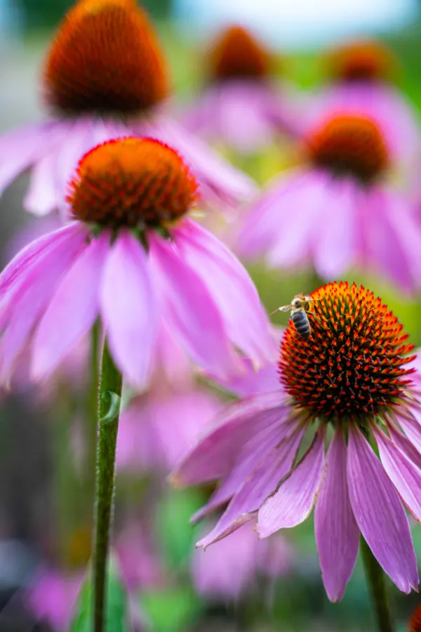 Close up on a coneflower with a bee on top. 