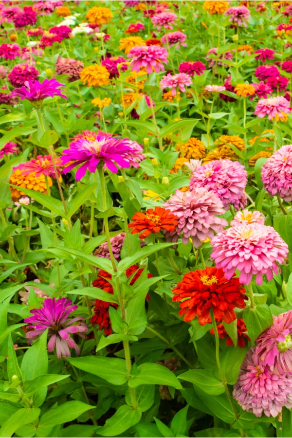 A field of beautiful and colorful zinnias growing.