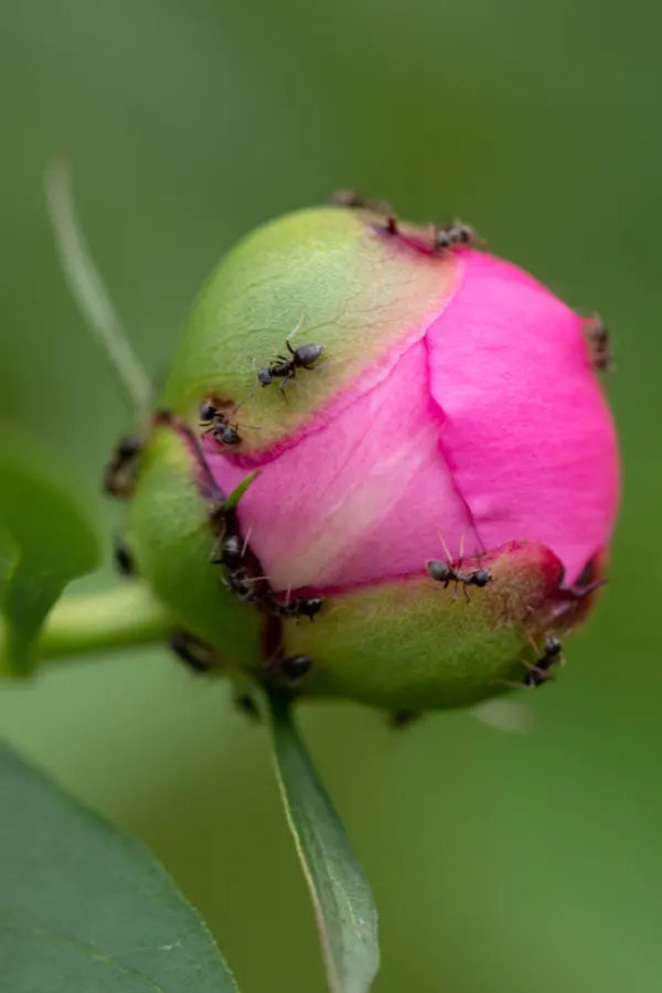 Ants crawling all over a peony bud. They don't actually harm the peony bushes and they can still grow great.