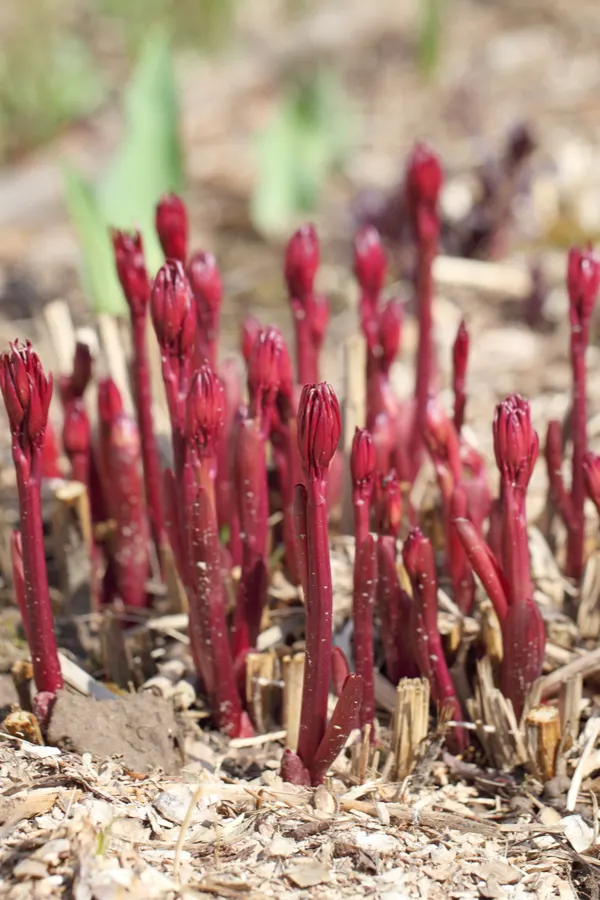 Young peony bushes just starting to grow through the soil.