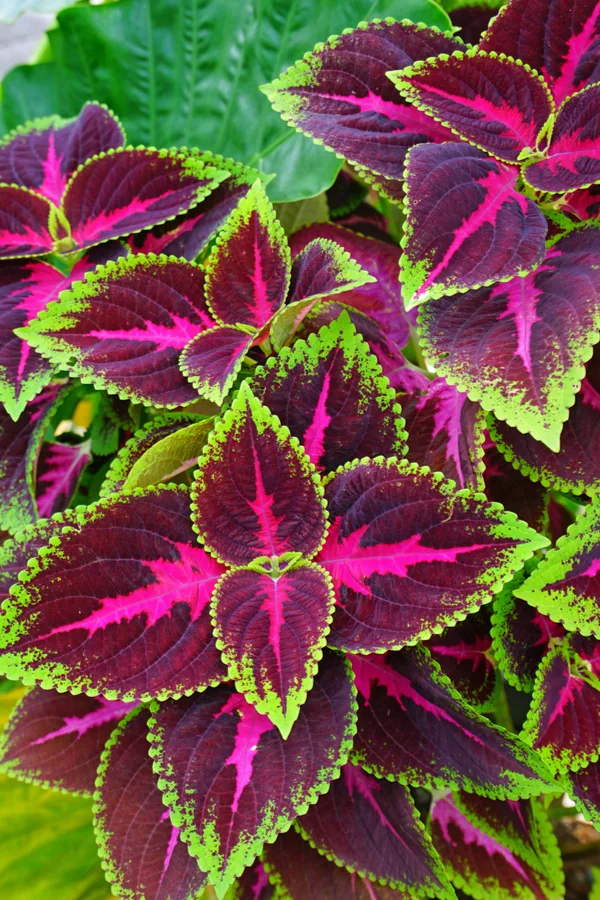 A beautiful green, maroon, and pink coleus plant.
