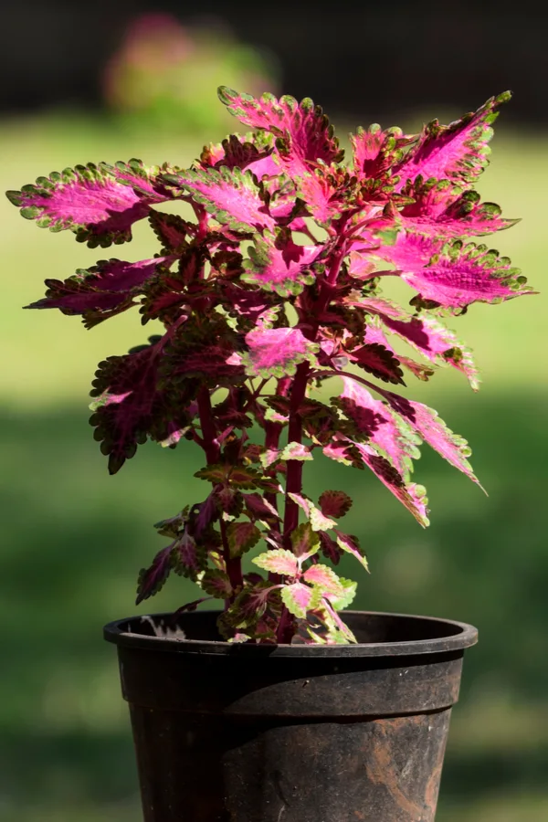 This coleus didn't get pinched off and is turning out tall and leggy.