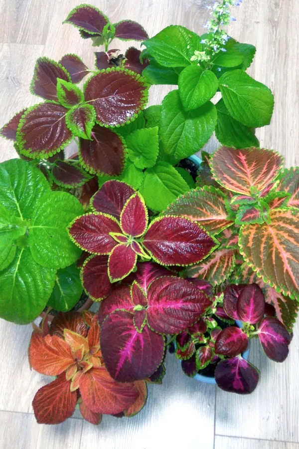 Wide variety of coleus colors and patterns are available.