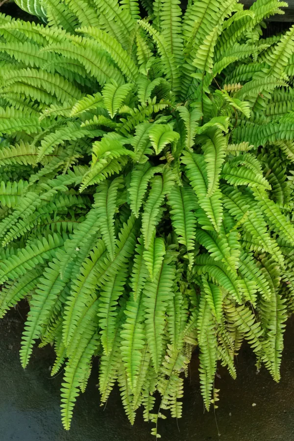 A huge fern that could benefit from dividing this Fall.