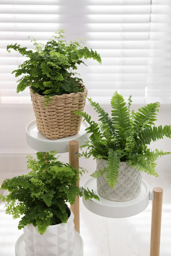 Ferns that have benefited from dividing in the early Fall.