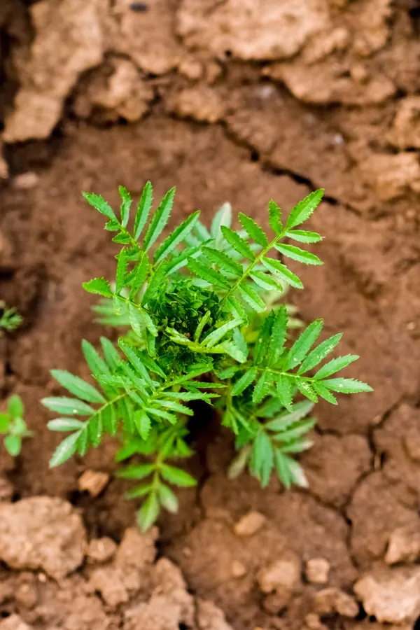 marigolds are easy to grow in about any soil type.