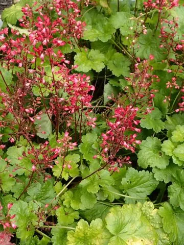 dividing perennials in the fall
