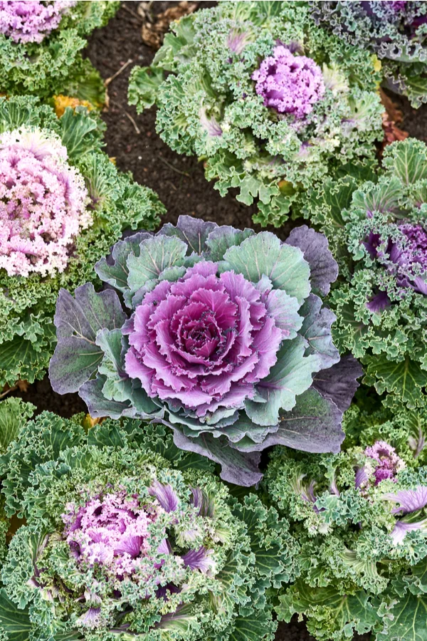 Comparing ornamental cabbage and kale together.