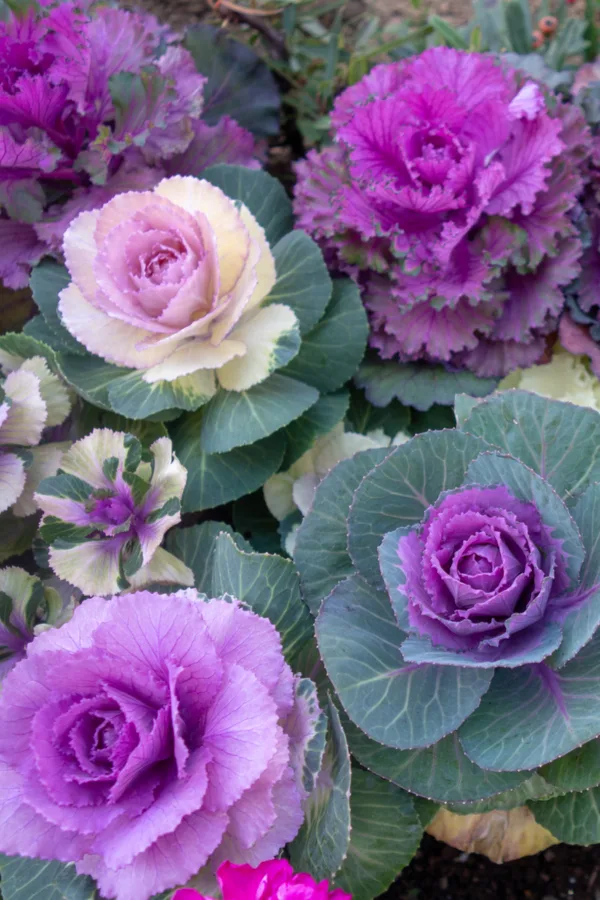 varieties of colors of ornamental cabbage and kale