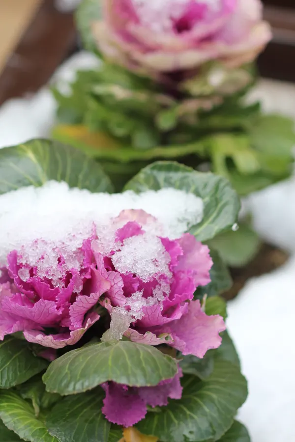 Ornamental cabbage covered with a light snow.