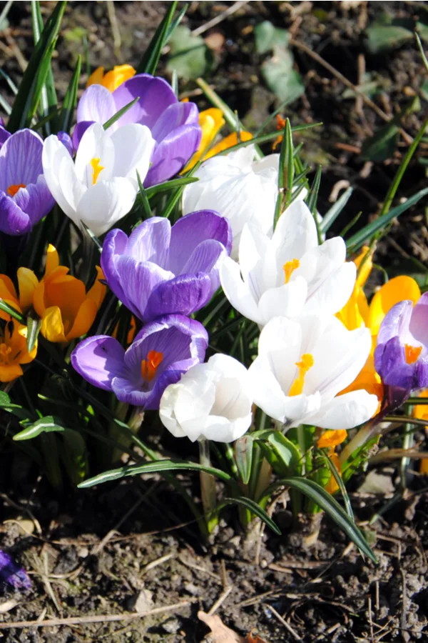 Crocus blooms grow in colors of yellow, white, and purple.