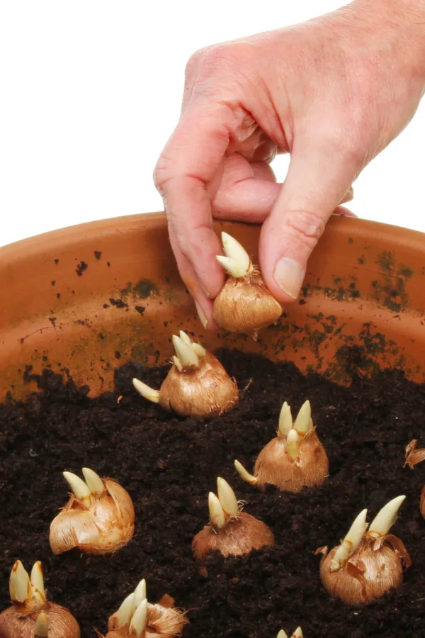 You can grow crocus flowers directly in the soil or in containers.