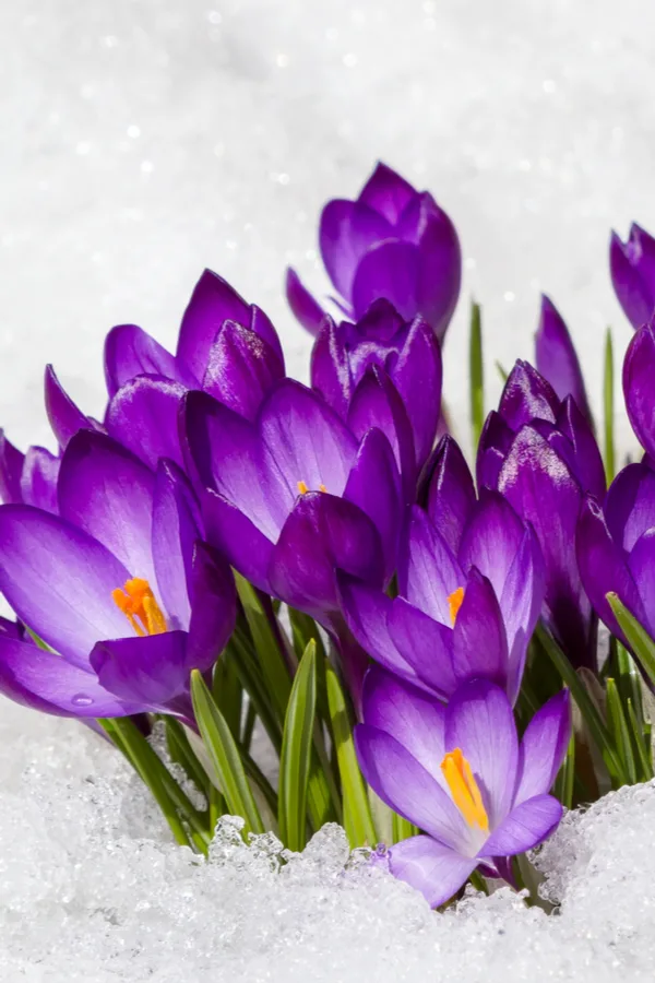 crocus flowers growing up through a blanket of snow.