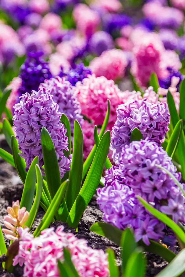 When you know how to grow hyacinth bulbs, you can enjoy their blooms for multiple years.