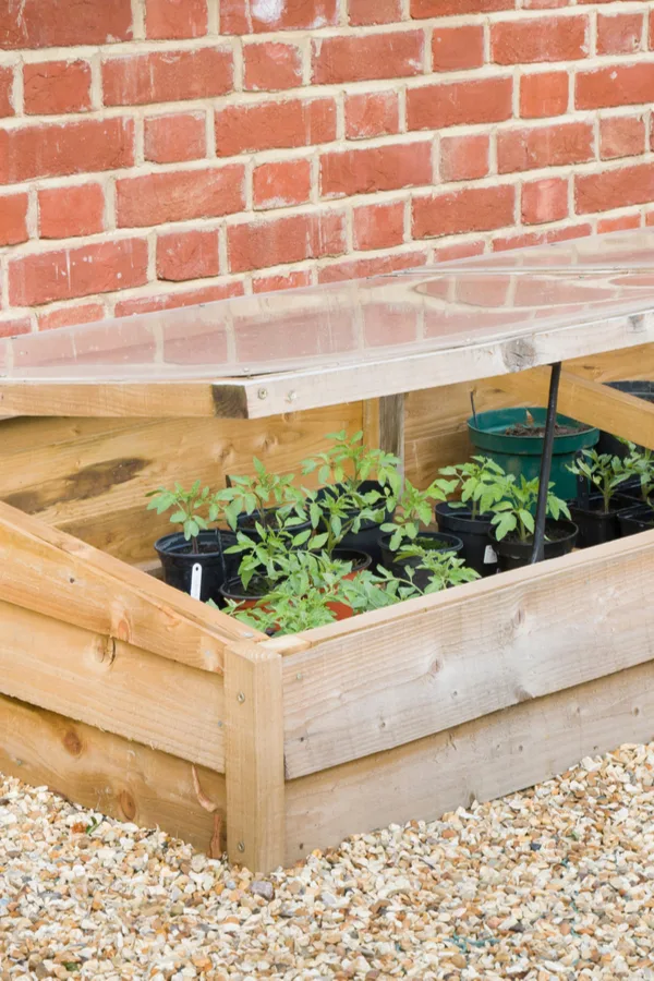A wooden cold frame with a plexiglass top. 