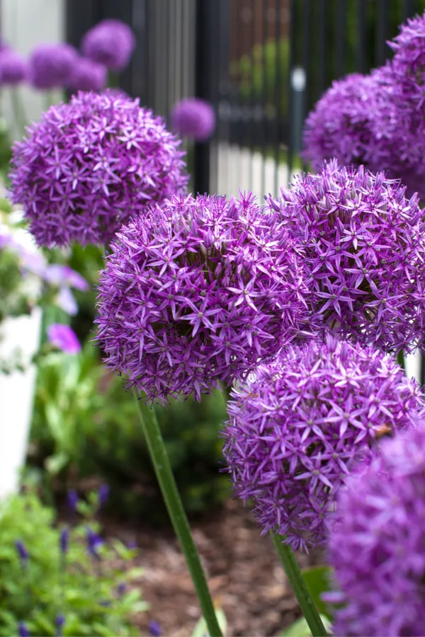 Allium