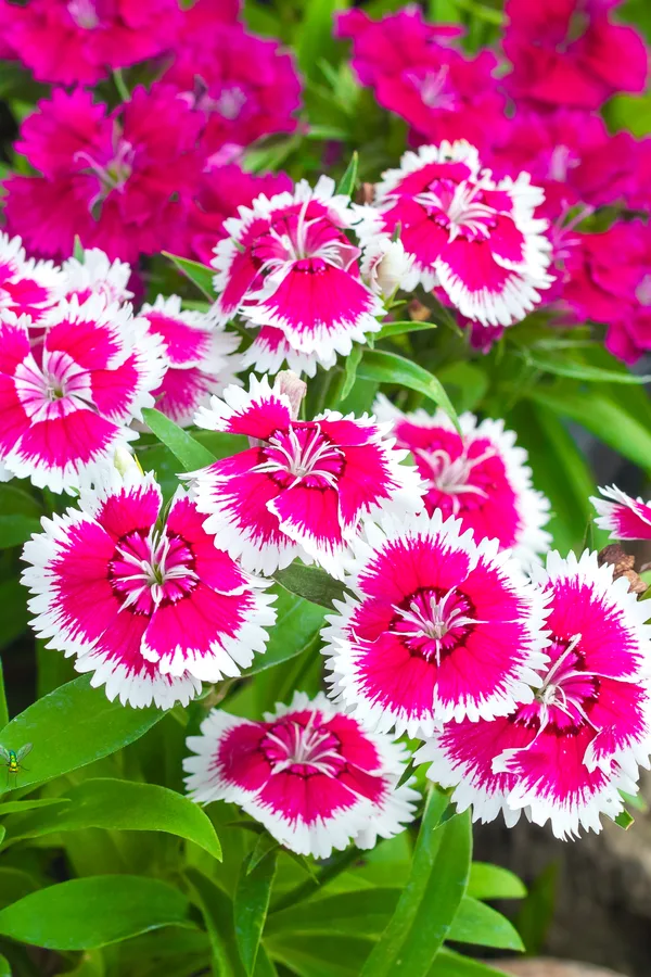 best deer resistant perennials - dianthus