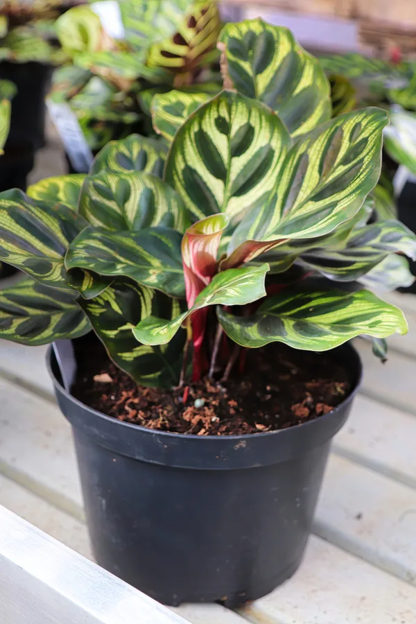 Potted peacock plants that will likely need to be repotted.