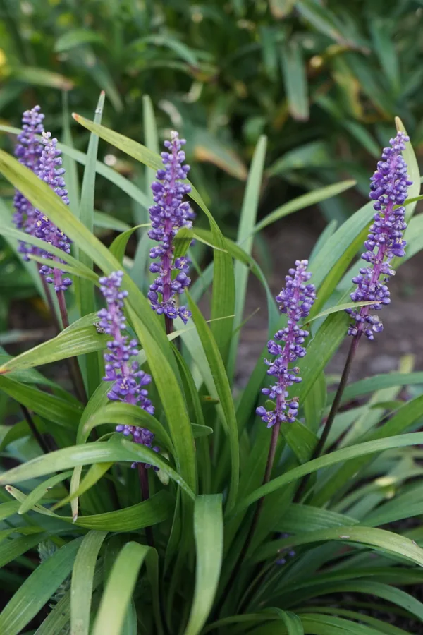Lilyrope is a great perennial to grow in the shade as ground cover.