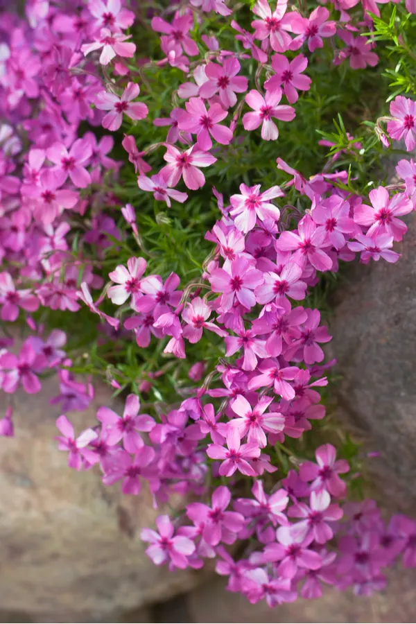 Pink and purple creeping phlox blooms growing amongst rocks.