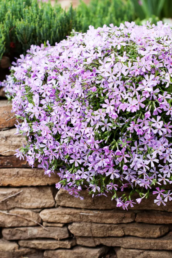 Purple creeping phlox cascading over a stone wall.