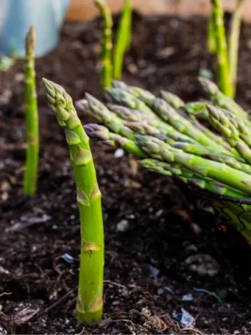 growing asparagus
