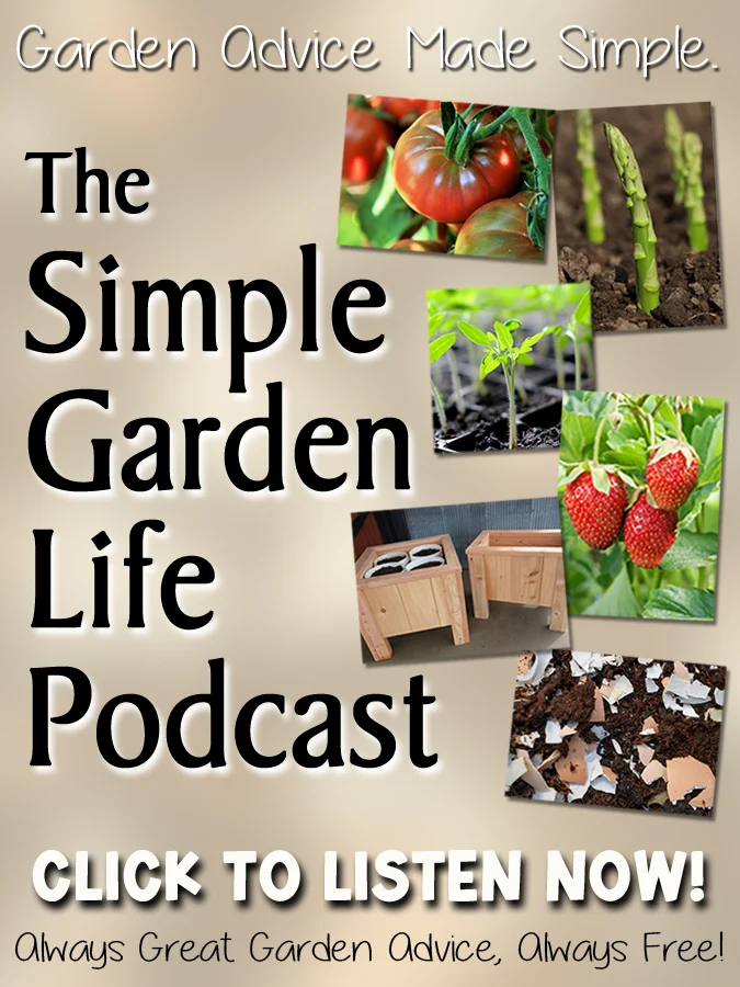 Podcast Ad