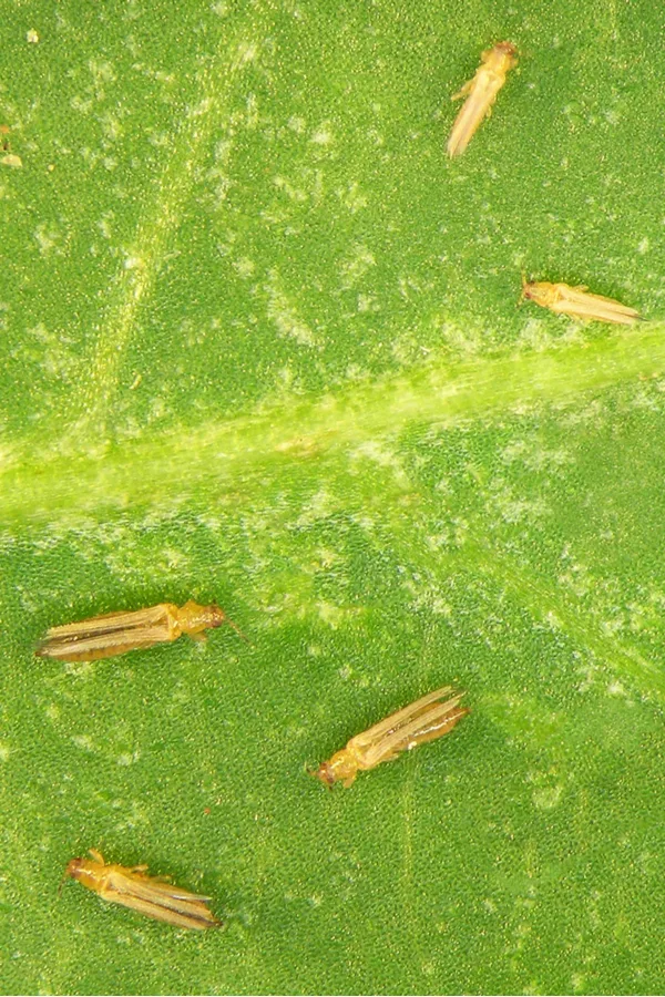 Thrips can wreck havoc on plants.