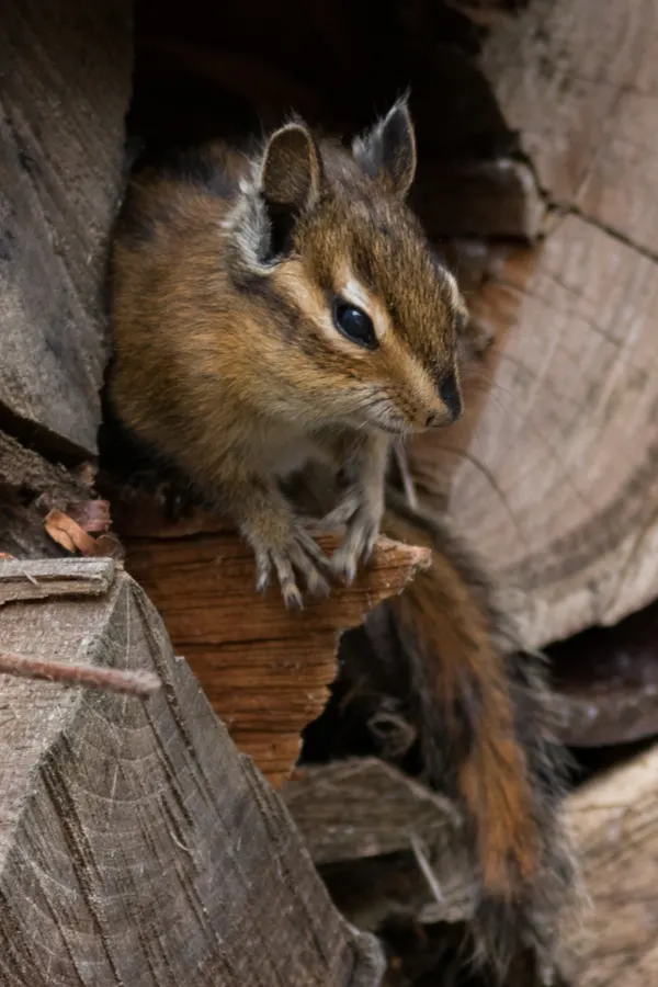 Chipmunks love to hide in woodpiles. Take care to keep them far away from your flowers.