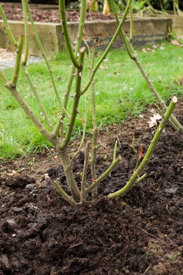 Use natural materials to mulch your everblooming roses.