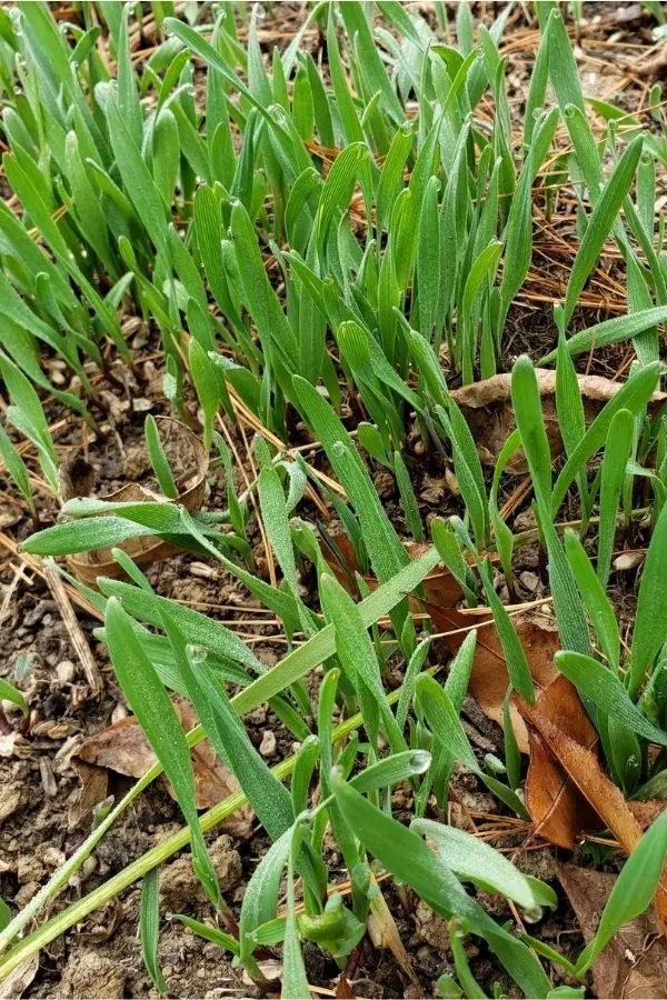 planting green manure crops like this annual rye is a great way to add organic matter and help replenish nitrogen back into the soil.