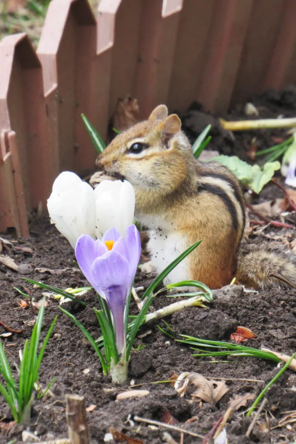 A chipmunk eating a flower bulb in the early spring.