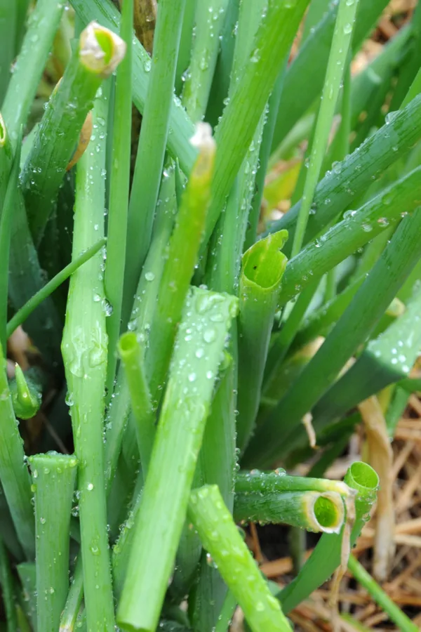 Onion shoots will continue to come on after being trimmed.