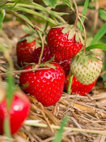 how to grow strawberries