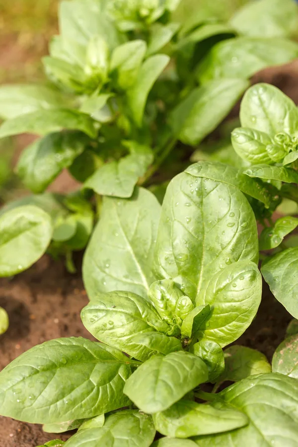 Spinach growing in a garden