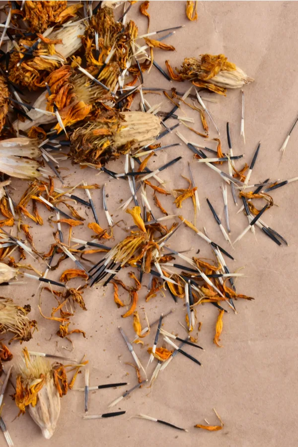 Seeds from dried annual flower, marigolds