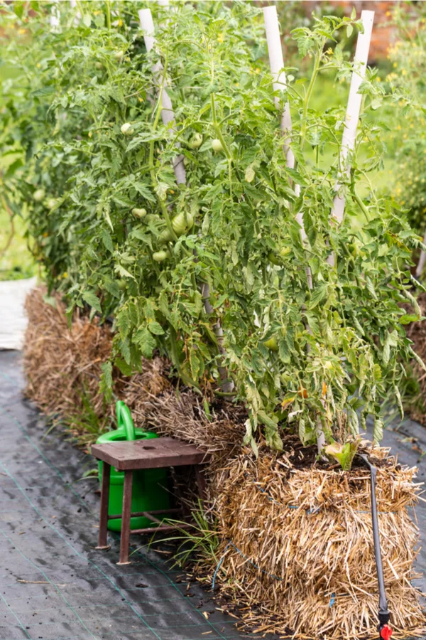tomatoes in straw bales