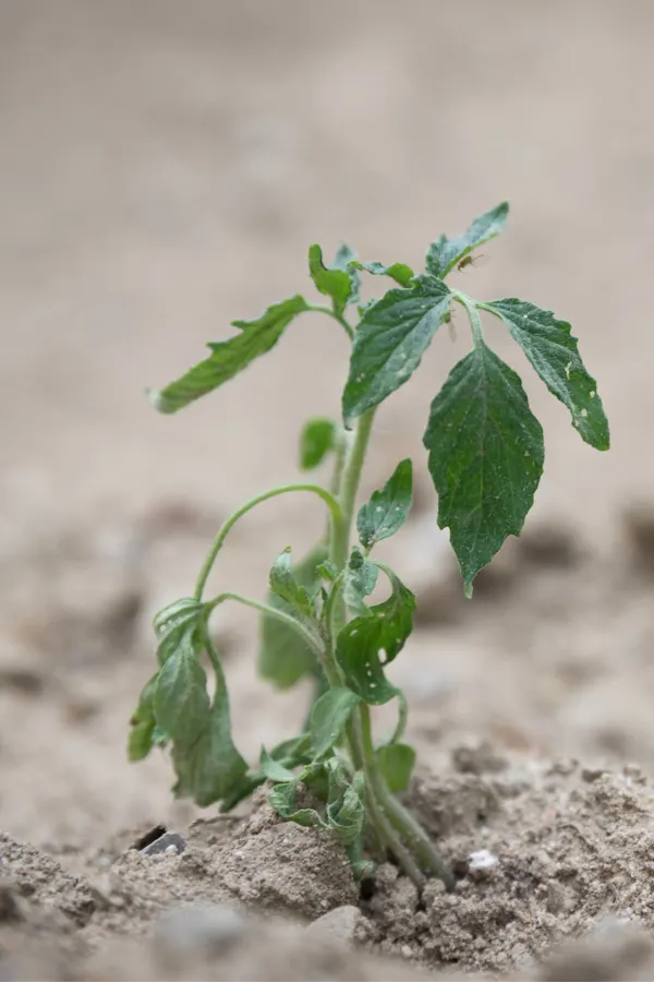 harden off tomato plants