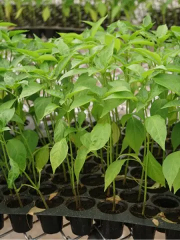 how to harden off transplants