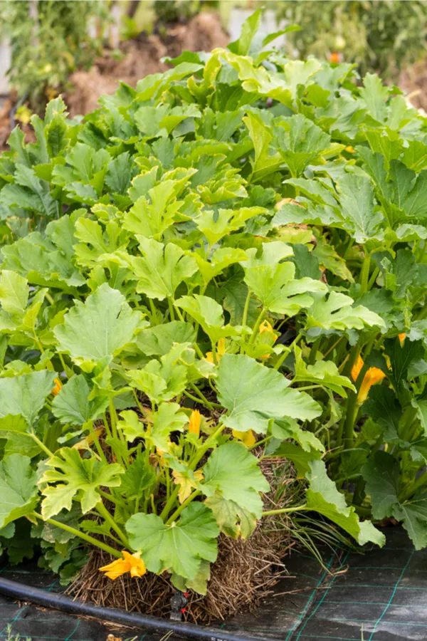 growing in straw bales