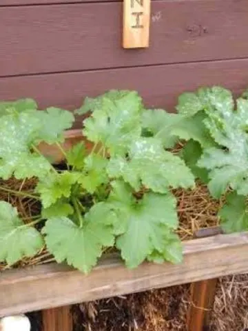 growing in straw bales