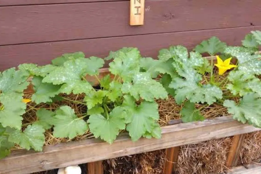 growing in straw bales