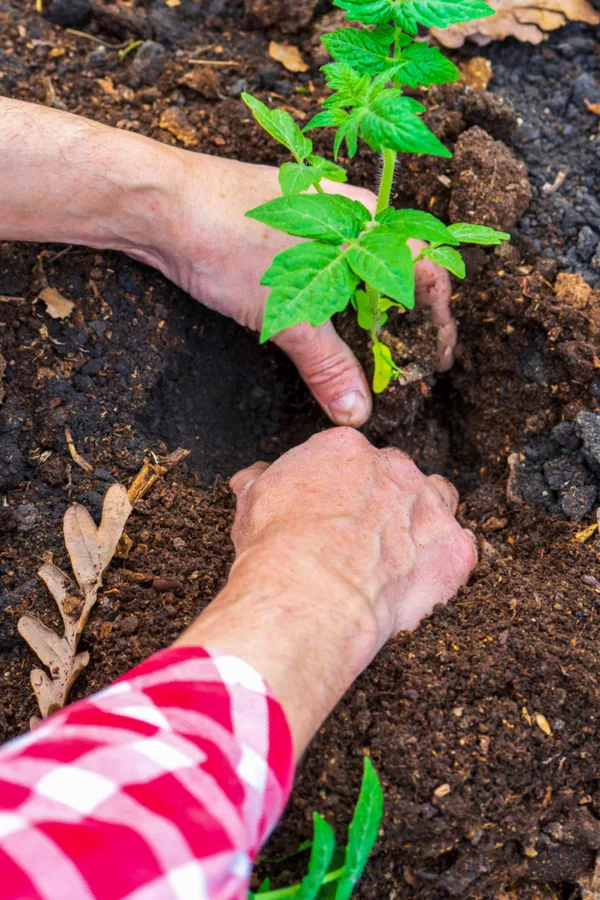 fertilize tomato plants