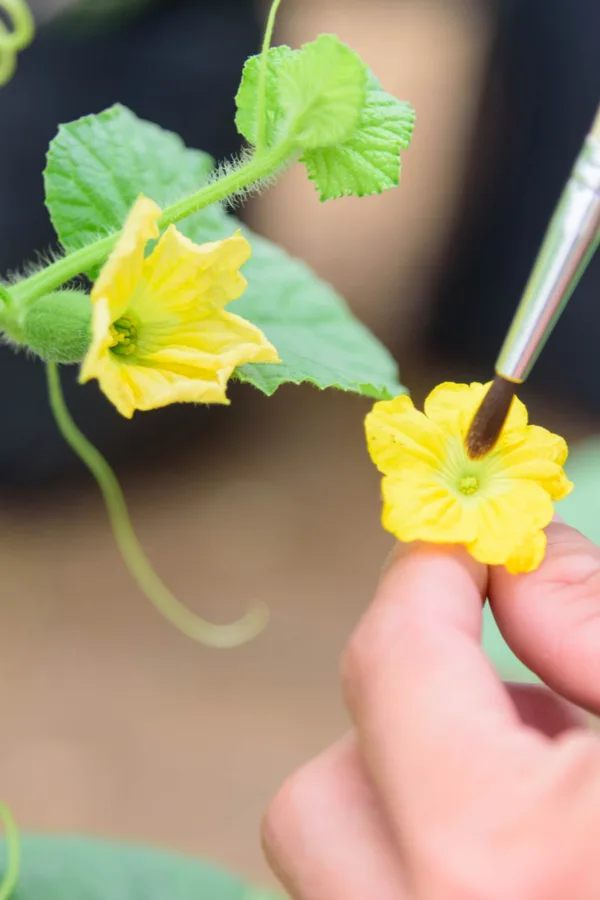 A hand using a brush to hand pollinate melon blooms.