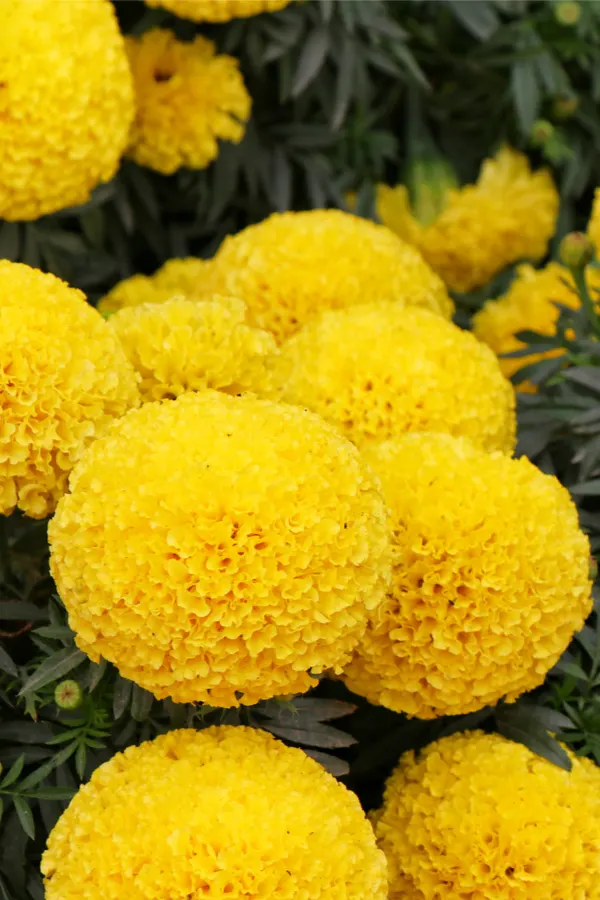 marigolds