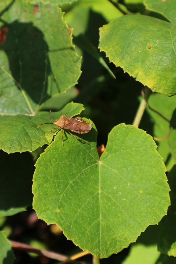 finding squash bugs